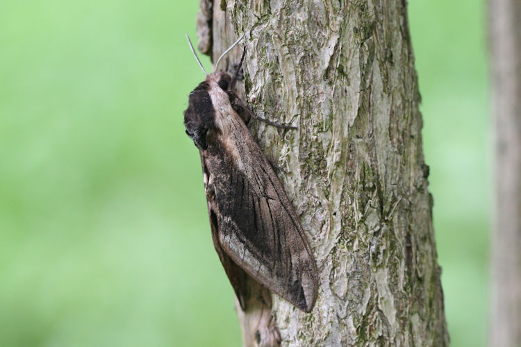 Sphinx ligustri: Bild 4