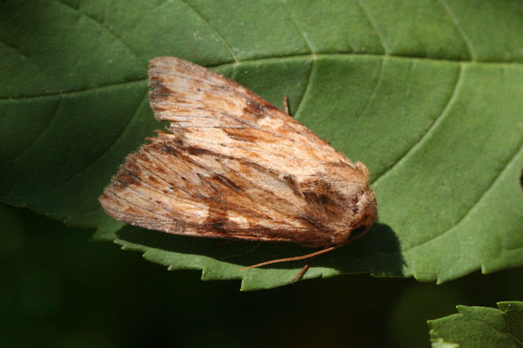 Apamea sublustris: Bild 4