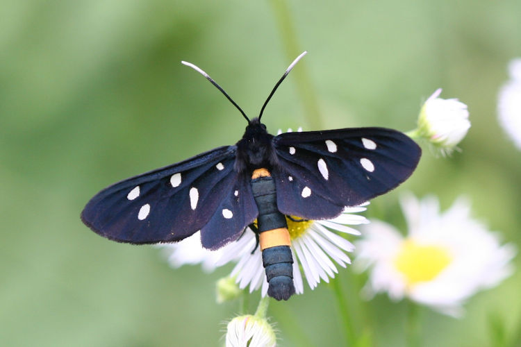 Amata phegea ligata: Bild 2