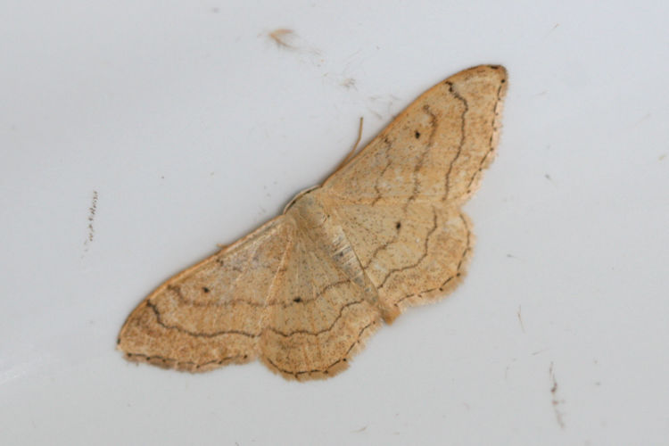 Idaea aversata: Bild 21