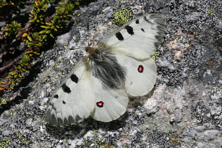 Parnassius sacerdos: Bild 2