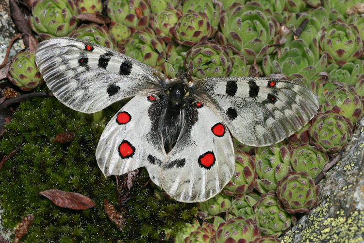 Parnassius phoebus sacerdos: Bild 8