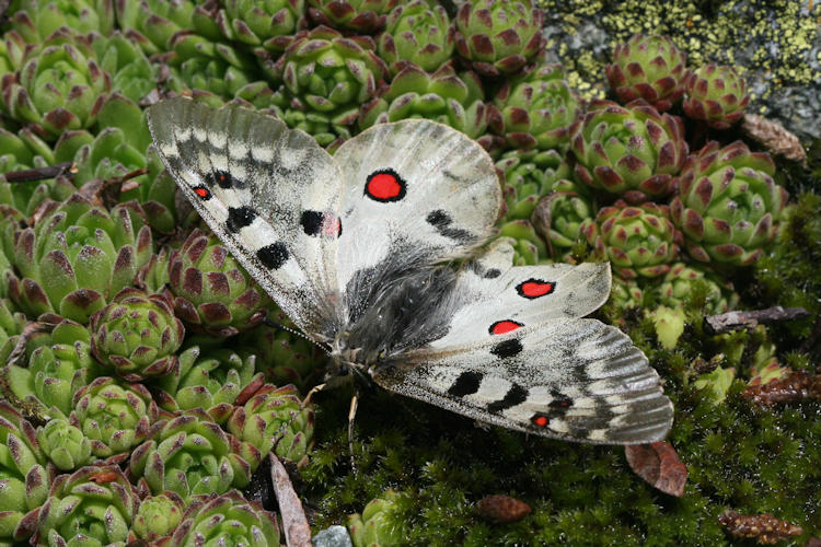 Parnassius sacerdos: Bild 9