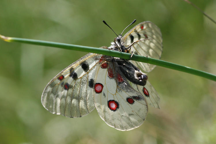 Parnassius sacerdos: Bild 16