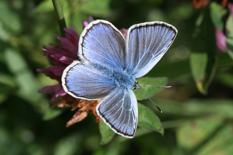 Polyommatus escheri rhaetica: Bild 1