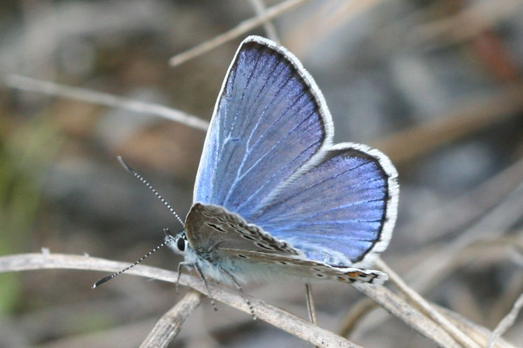 Polyommatus escheri rhaetica: Bild 3