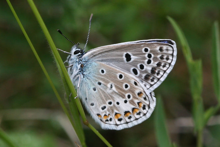 Polyommatus escheri rhaetica: Bild 8