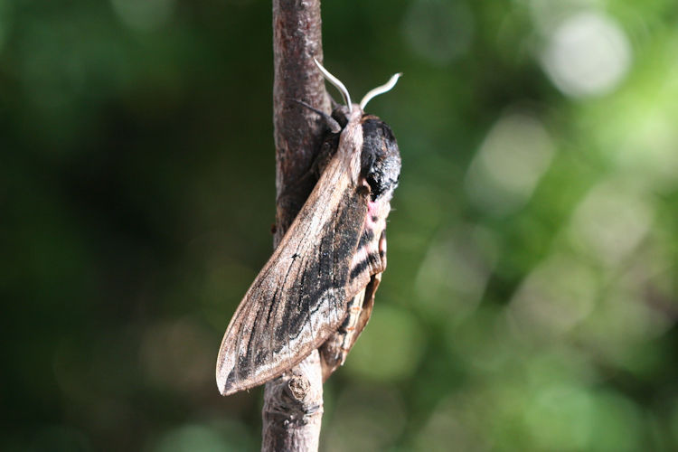 Sphinx ligustri: Bild 1