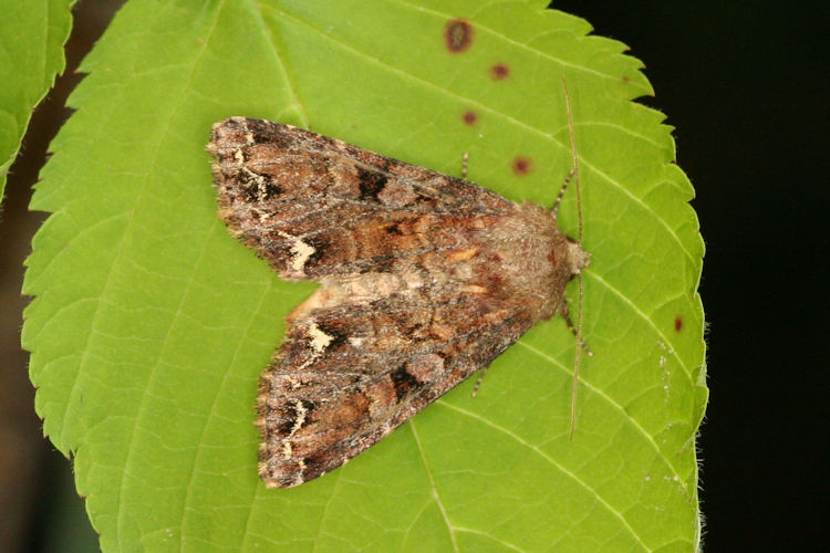 Melanchra pisi: Bild 3