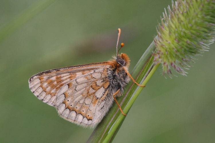 Euphydryas aurinia glaciegenita: Bild 26