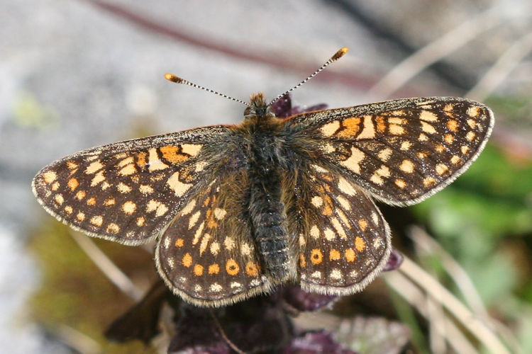 Euphydryas aurinia glaciegenita: Bild 3