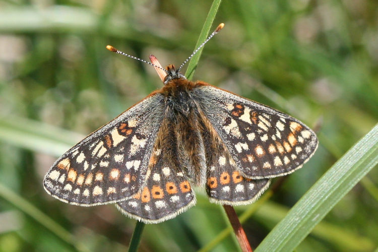 Euphydryas aurinia glaciegenita: Bild 2