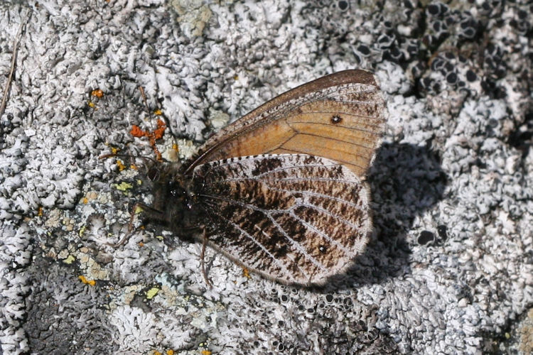 Oeneis glacialis: Bild 1