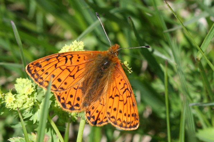 Boloria napaea: Bild 2