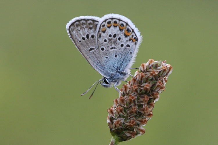 Plebejus argus: Bild 27