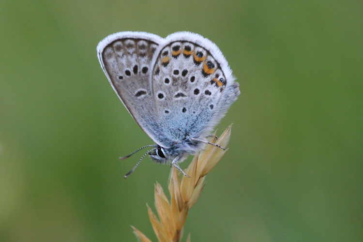 Plebejus argus: Bild 28