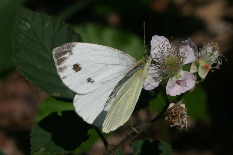 Pieris napi meridionalis: Bild 7