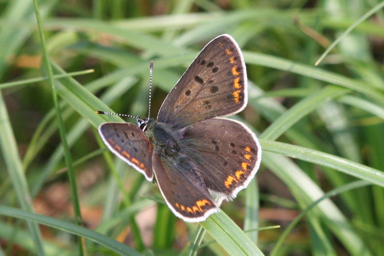 Lycaena tityrus locarnensis: Bild 1