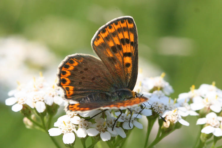 Lycaena tityrus locarnensis: Bild 6