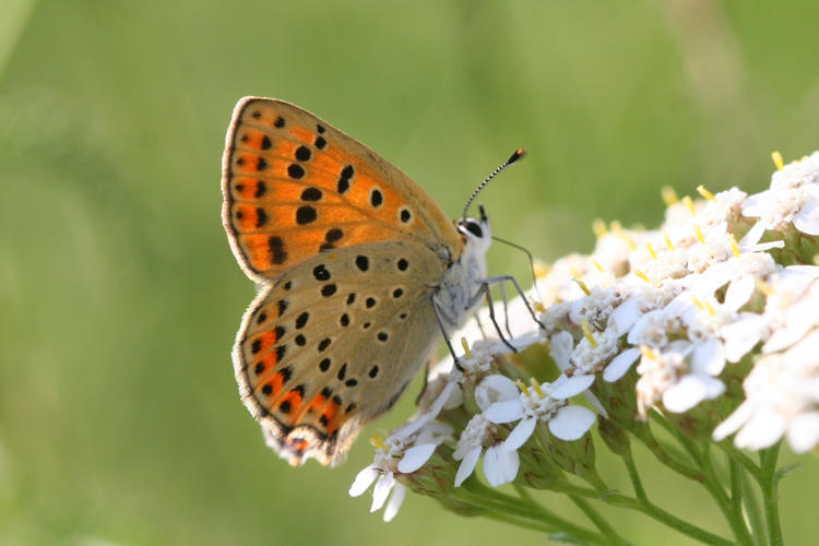 Lycaena tityrus locarnensis: Bild 17