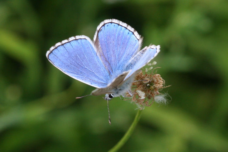 Lysandra bellargus: Bild 2