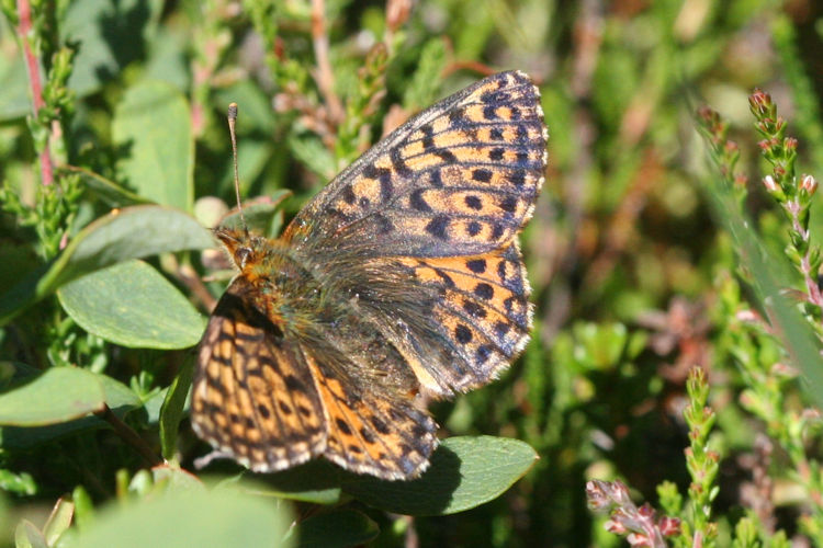 Boloria aquilonaris: Bild 8