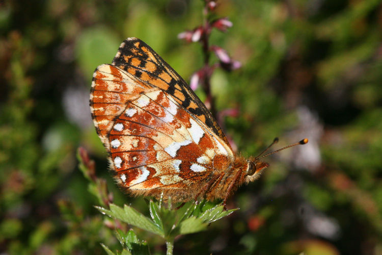 Boloria aquilonaris: Bild 13