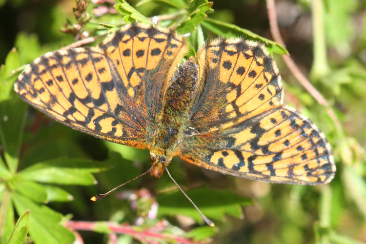 Boloria aquilonaris: Bild 9