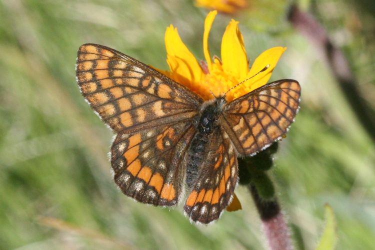 Euphydryas intermedia: Bild 2