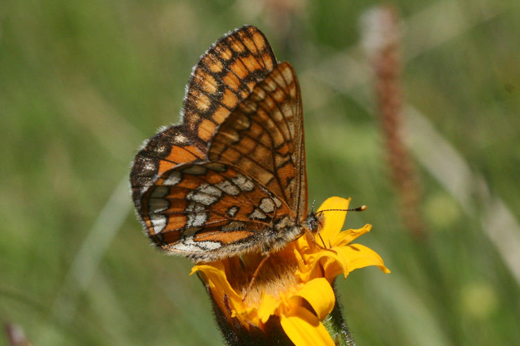 Euphydryas intermedia: Bild 16