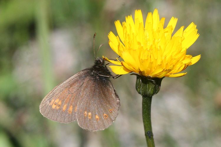 Erebia alberganus alberganus: Bild 8