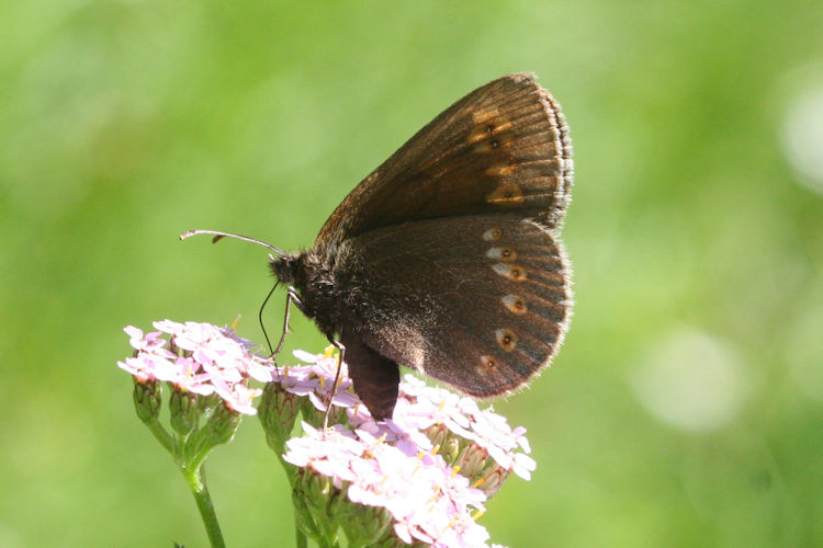 Erebia alberganus alberganus: Bild 17