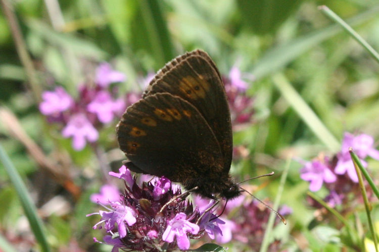 Erebia alberganus alberganus: Bild 10