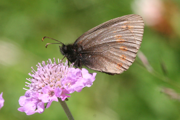 Erebia alberganus alberganus: Bild 11