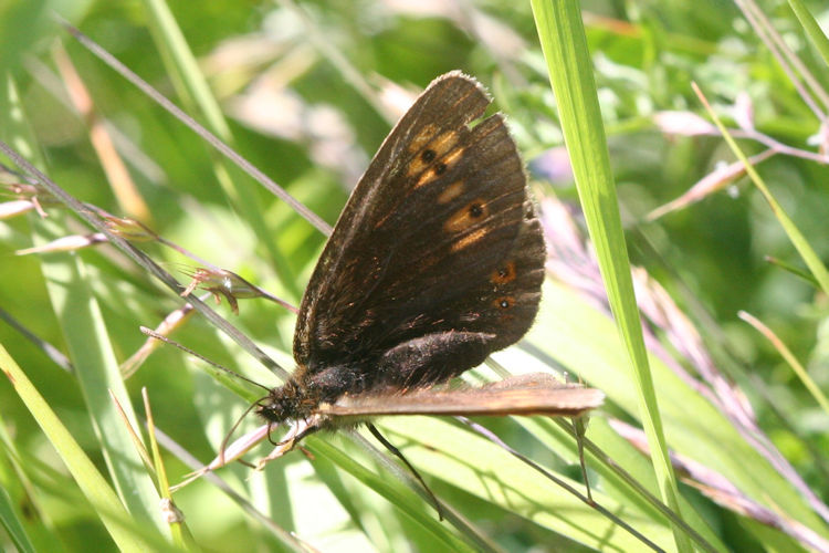 Erebia alberganus alberganus: Bild 7