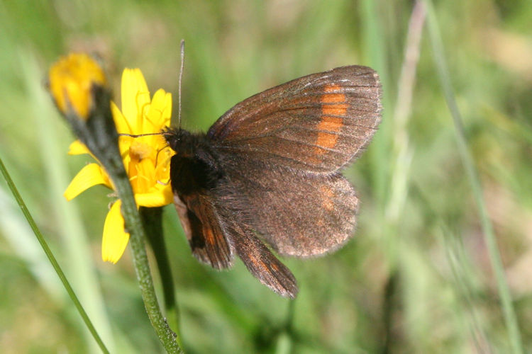 Erebia pharte pharte: Bild 1