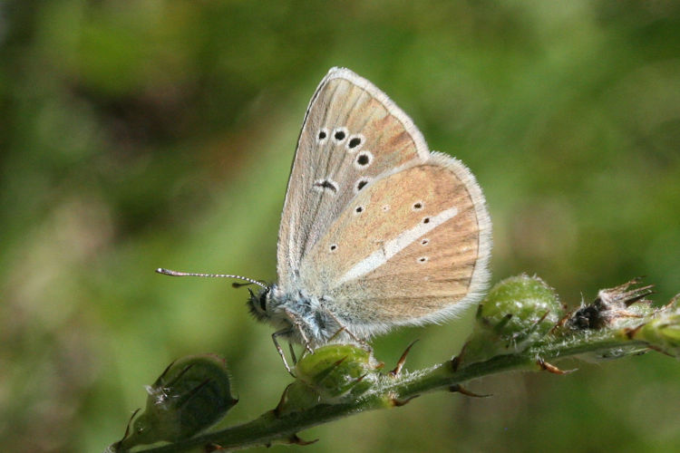 Polyommatus damon: Bild 23