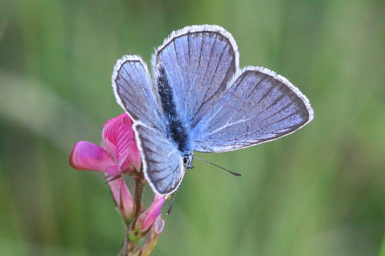 Polyommatus amandus: Bild 1