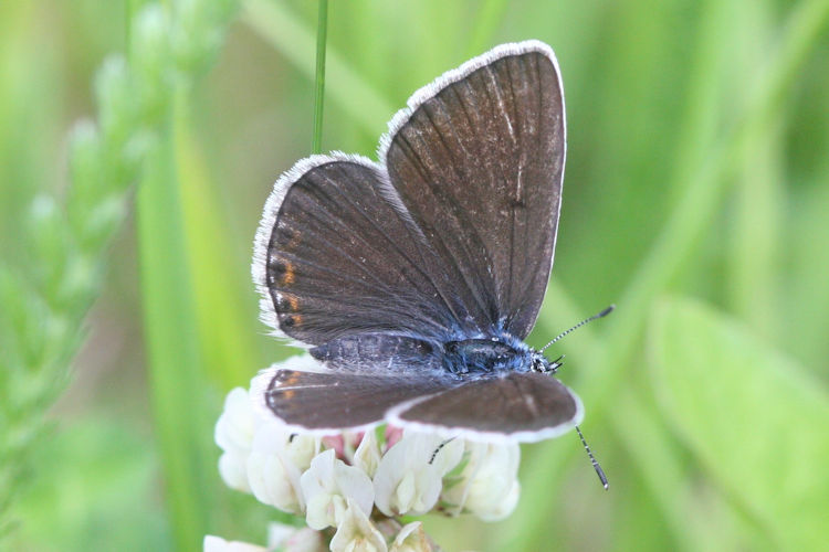 Polyommatus amandus: Bild 10