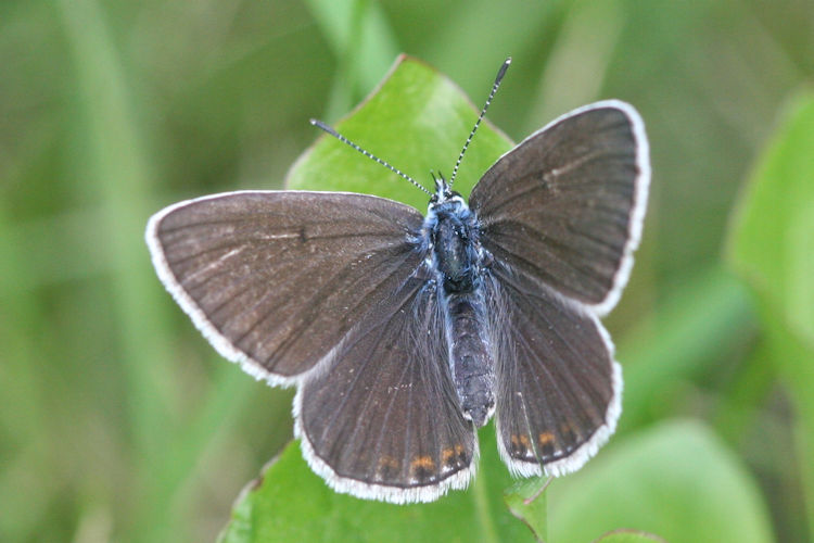 Polyommatus amandus: Bild 11