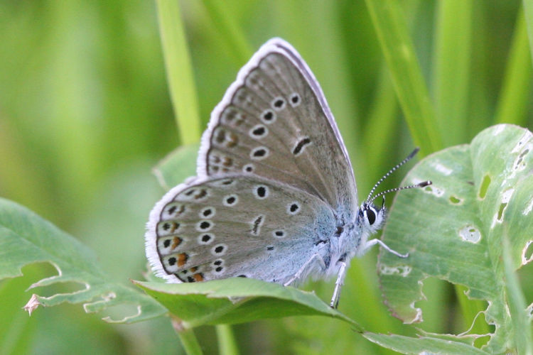 Polyommatus amandus: Bild 34