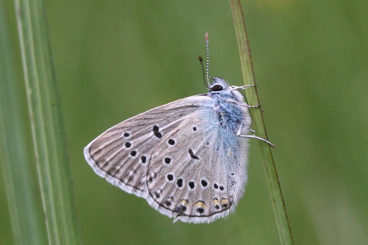 Polyommatus amandus: Bild 19