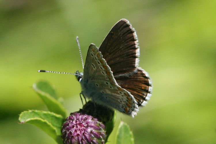 Aricia artaxerxes allous: Bild 20