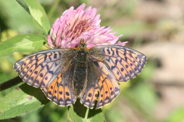 Boloria napaea: Bild 3