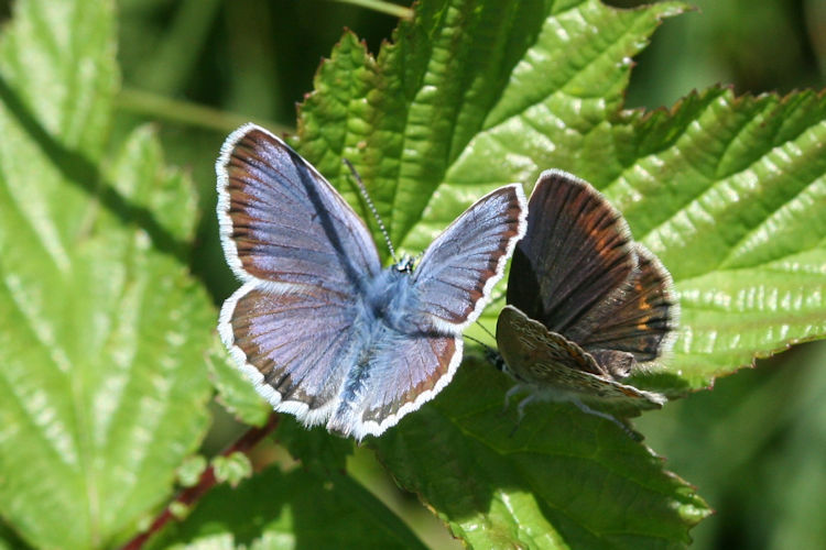 Plebejus argus: Bild 51