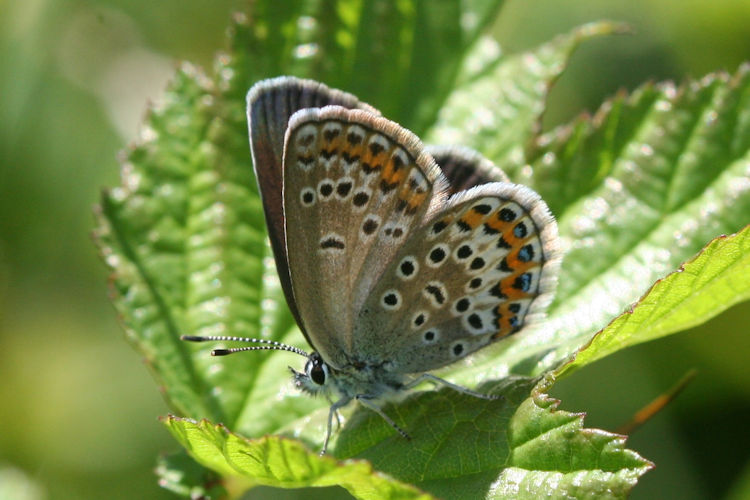 Plebejus argus: Bild 43