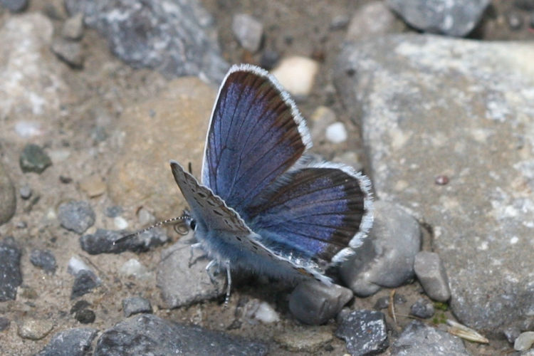 Plebejus argus: Bild 4