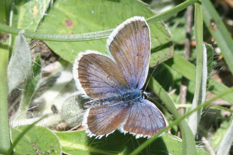 Plebejus argus: Bild 9