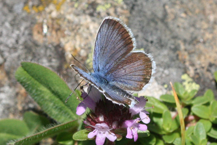 Plebejus argus: Bild 8