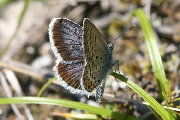 Plebejus argus: Bild 7